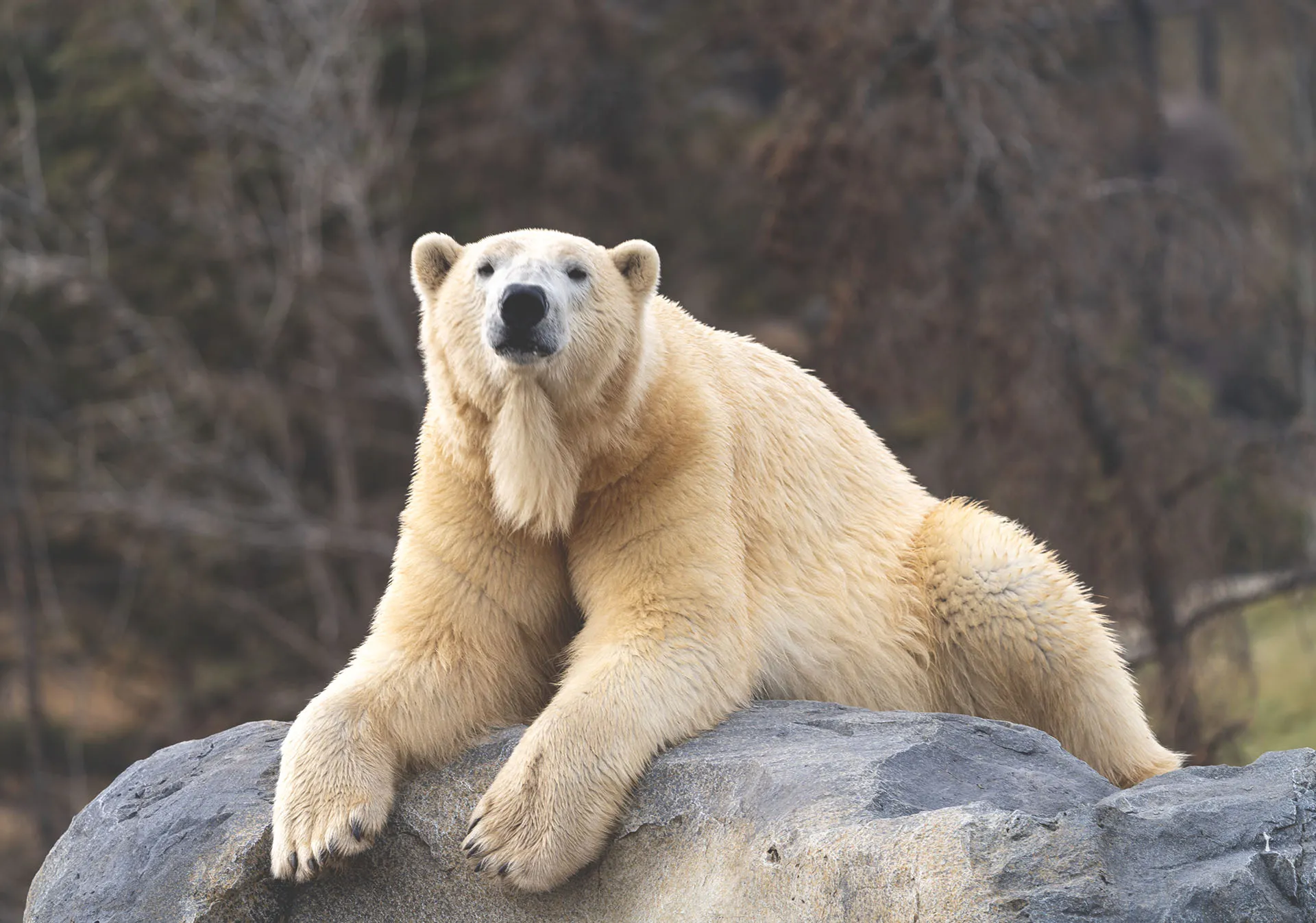 6 year old male polar bear 'Baffin' relaxes on a rock at the Taylor Family Foundation Polar Bear Sanctuary