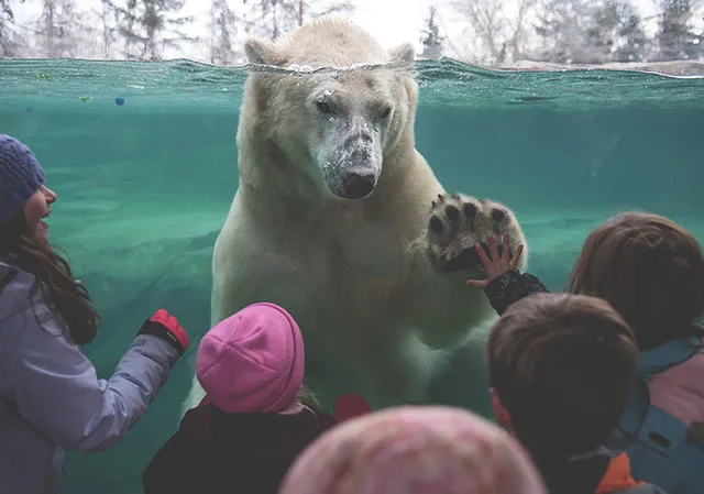 a child and polar bear touch palms through the glass at Wilder Institute/Calgary Zoo