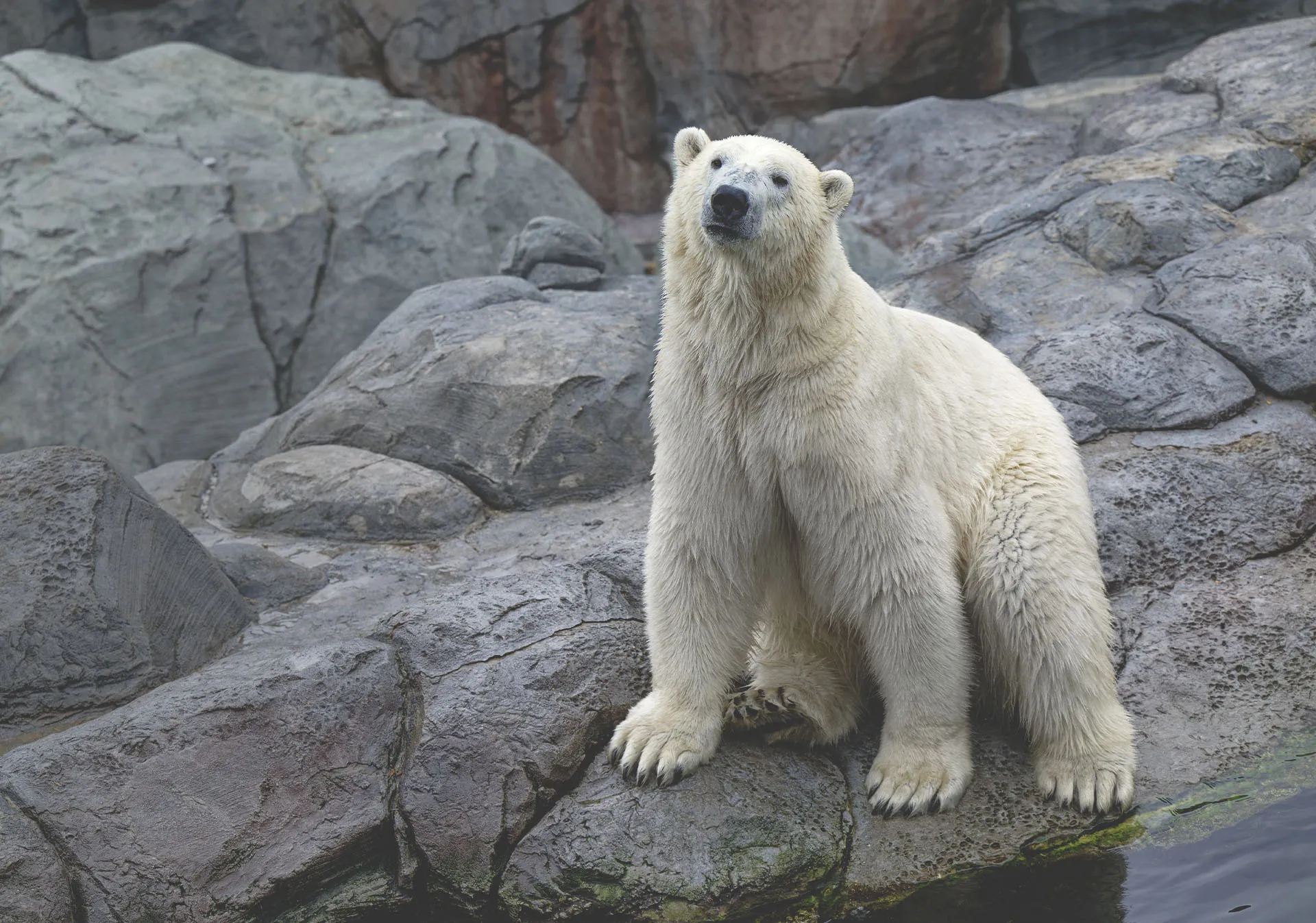 polar bear in the Calgary Zoo's Wild Canada habitat