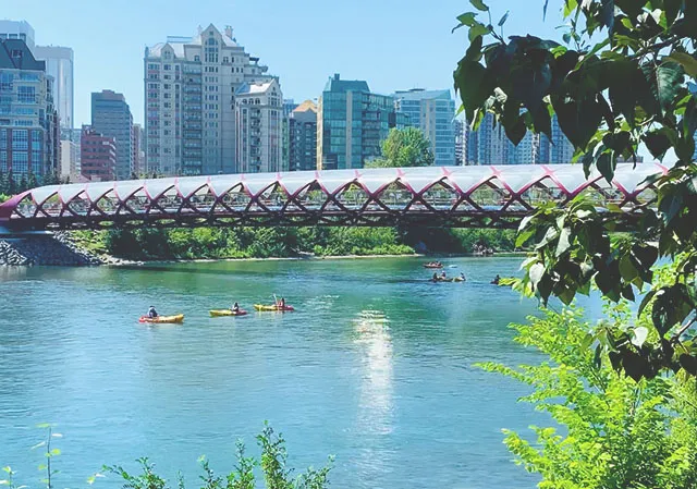people floating and paddle boarding along the Bow River beneath Calgary's peace bridge