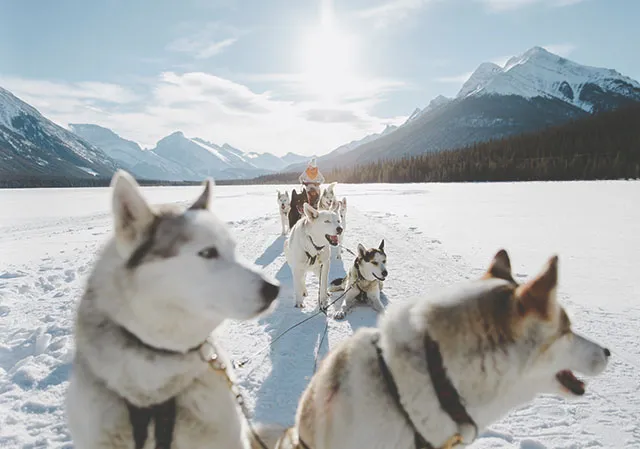 Dogsledding in the Canadian Rockies