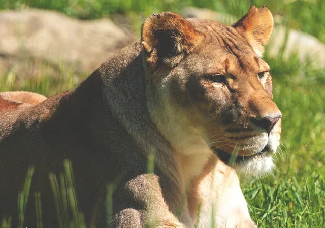 Lion at Wilder Institute/Calgary Zoo