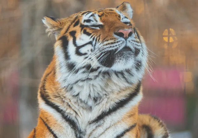 a tiger at Wilder Institute/Calgary Zoo