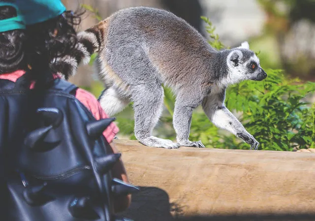Land of Lemurs at the Wilder Institute/Calgary Zoo